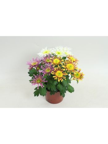 CHRYS SPLASH INTENSE MIX PER POT