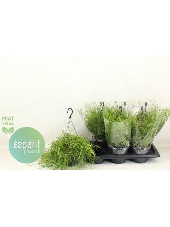 RHIPSALIS BA OASIS AKASZTÓS