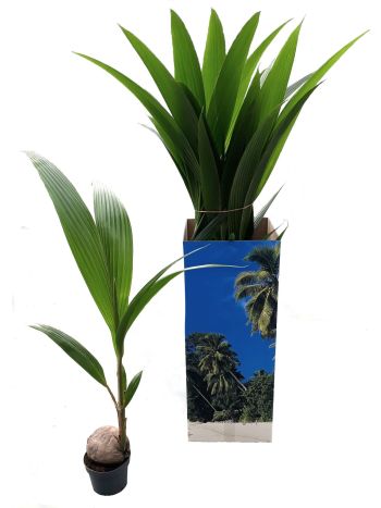 COCOS NUCIFERA