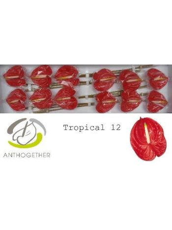 ANTH TROPICAL *12