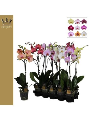 ZZ PHAL 1 ÁG 65CM BERNH