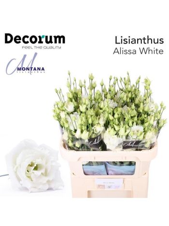 EUS G  ALISSA WHITE