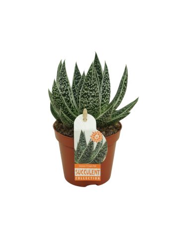 GASTERIA D'CLASH