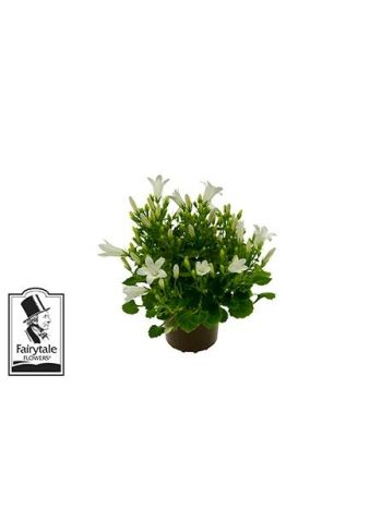 ZZ CAMP MINI WHITE GET MEE