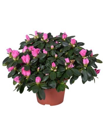 RHODO PINK