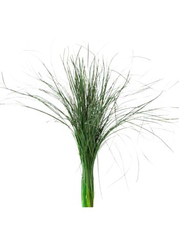 ZVB BEAR GRASS GREEN 50/60 3421770105257