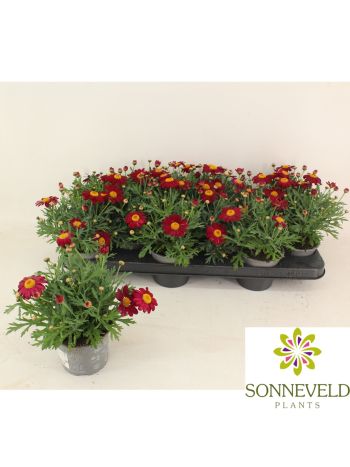 MARGARÉTA RITA PURPLE RED