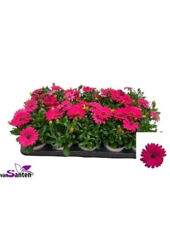 OSTEO DARK PINK