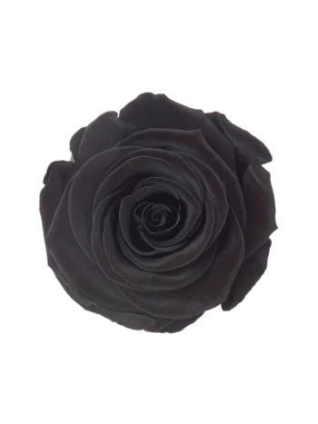 ZZ A. TARTÓSRÓZSA LL BLACK 01