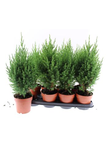 JUNI CH STRICTA
