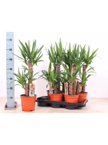 YUCCA 2 TÖRZSES