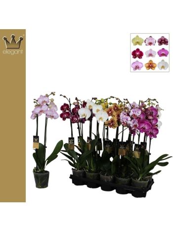 ZZ PHAL 2 ÁG 50 CM BERNH