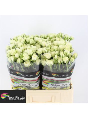 R TR SNOWFLAKE 60CM