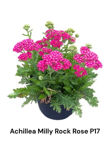 ACHI MILL ROCK ROSE AKCIO