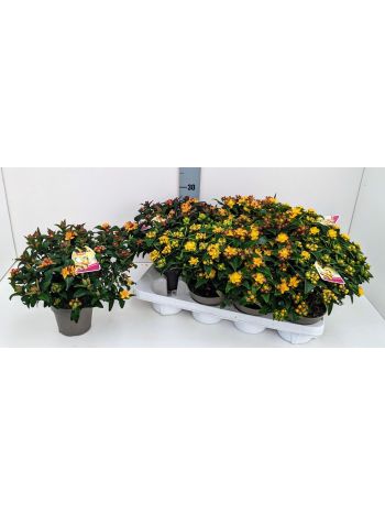 HYPERICUM MIX