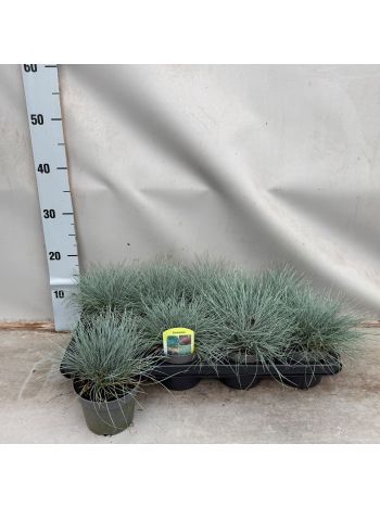 FEST GLAUCA INTENTSE BLUE