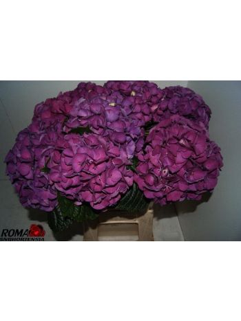 HYDR M SAN TROPEZ CL 60CM