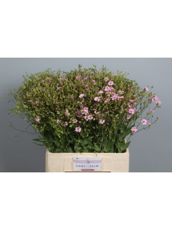 SAPONARIA OV