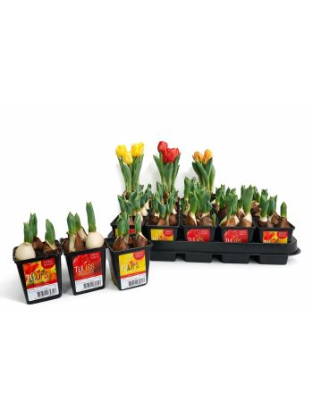 TULP BABY GEMENGD 7CM