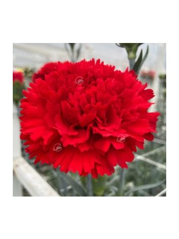 DI ST SELECT RED - GEO