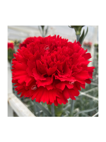 DI ST SELECT RED - GEO