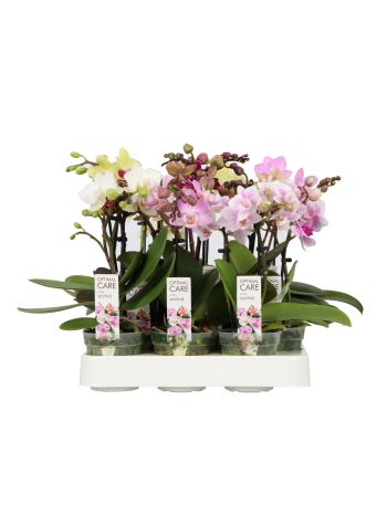 ZZ PHAL MINI SWEETY GEM