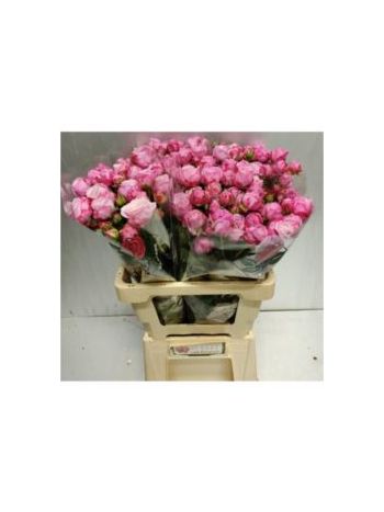 R TR LADY BOMBASTIC 60CM