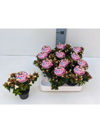ABELIA LANDLADIES MINIS MIX
