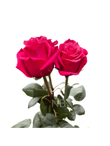 R EC5 CHERRY O