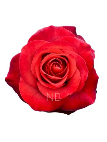 R EC6  .COFFEE BREAK