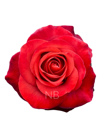 R EC6  .COFFEE BREAK