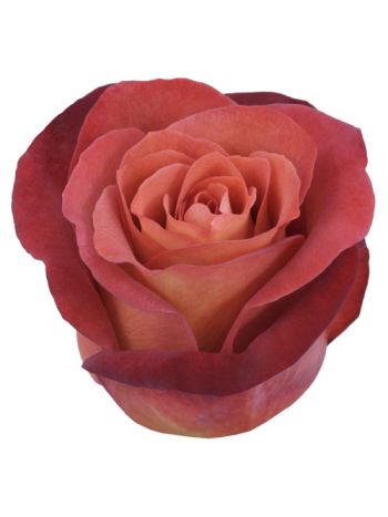 R EC6  .COFFEE BREAK