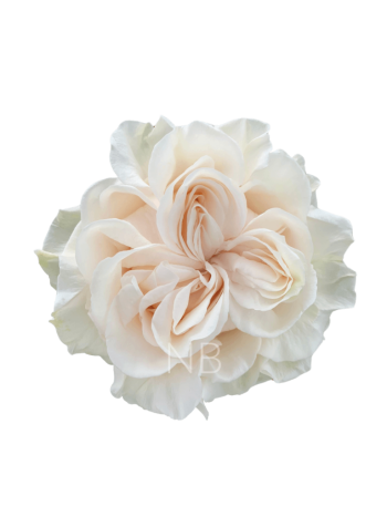 R EC7 COTTON X-PRESSION