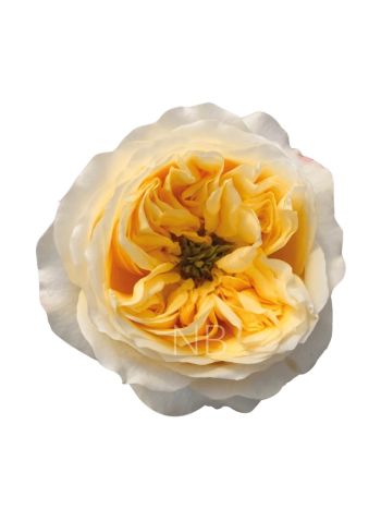 R EC CASA - CREAM XPRESSION