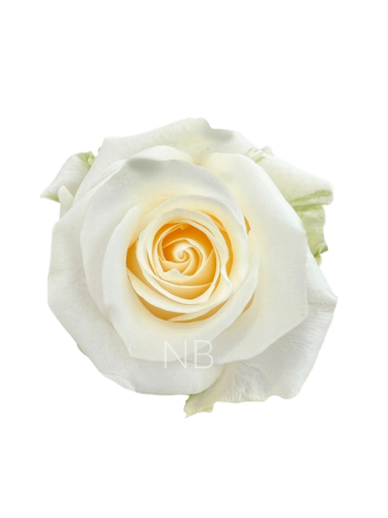 R EC4 CREME DE LA CREME