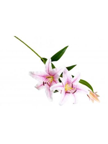 Liliom szálas D02415