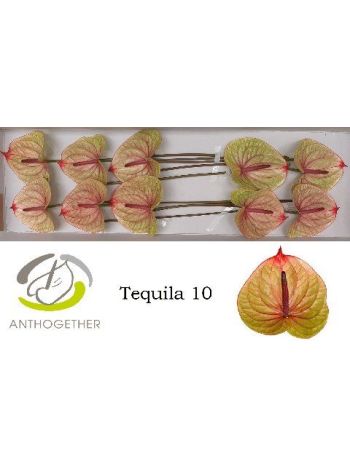 ANTHU A TEQUILA *10