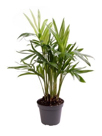 CHAMAEDOREA ELEGANS