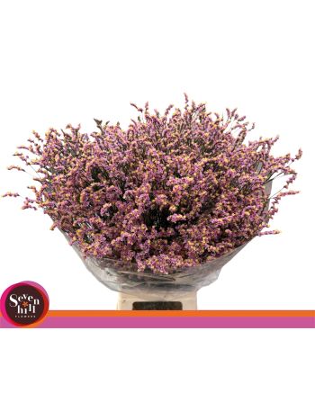 LIM SIN DIVINE DIA 70CM