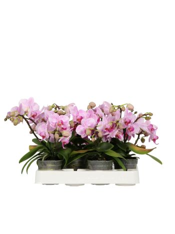 PHAL MINI CANDY 2 ÁG