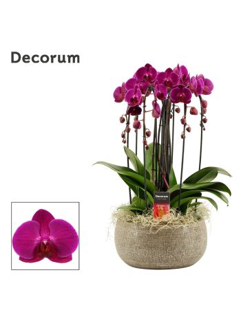 PHAL SYMP MIX CASCADE 6 ÁG PURPLE