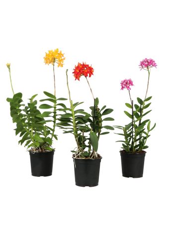 EPIDENDRUM MIX ORCHIDEA