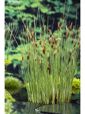 VIZI TYPHA MINIMA