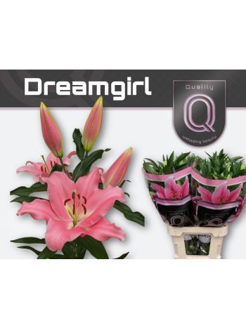 LI OT DREAMGIRL