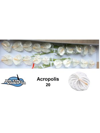 ANTH A ACROPOLIS *20