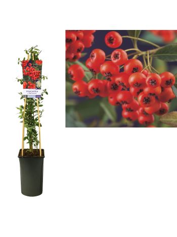 PYR RED COLUMN