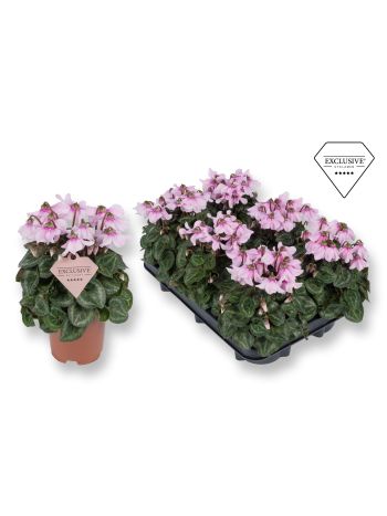 CYCL KL SUP PETTICOA LIGHT PINK