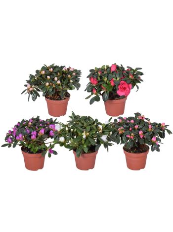 RHODO SI GEM MIDI