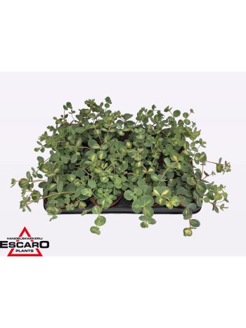 SEDUM SIEB MEDIOVAR
