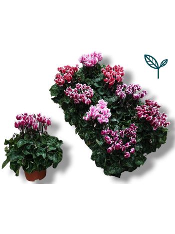 ZZ CYCL FANTASIA MIX